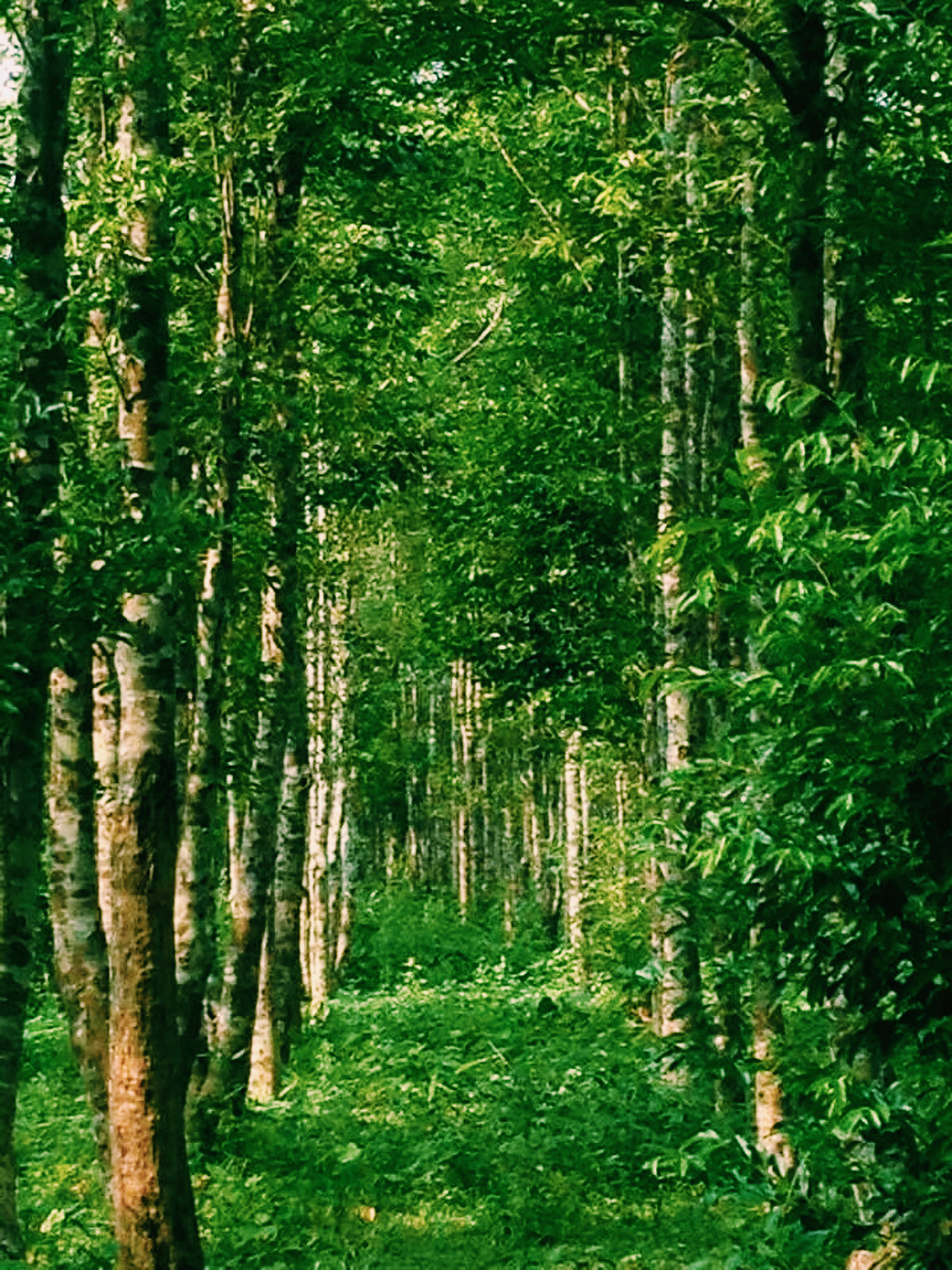 Agarwood Tree in Assam